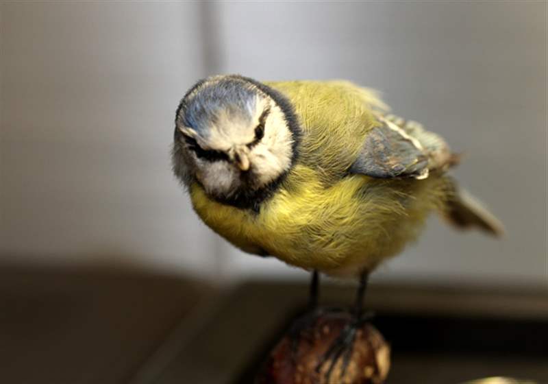 瑞士鐘表博物館中陳舊的自動機和其他發條裝置作品-復刻表